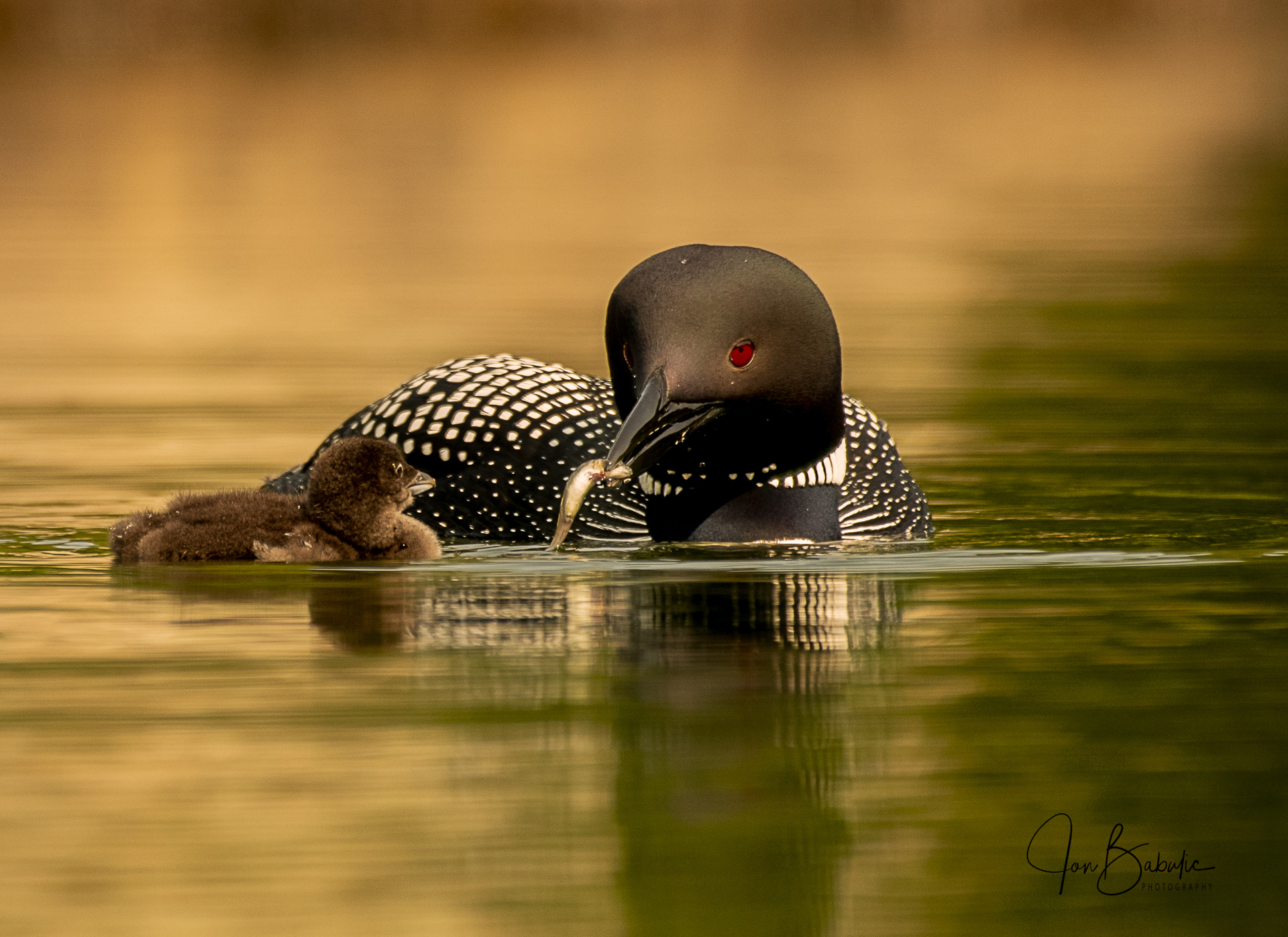 Motherly-love-loon-feeding-chick