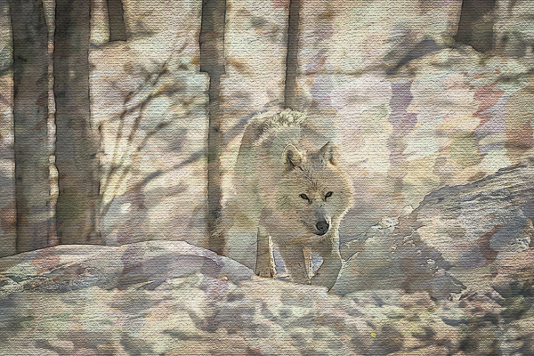 Wolves are highly social animals, but not all wolves stay with the pack. This doesn’t mean they prefer to be alone. These “lone wolves” play a critical role in the genetic survival of the species when they mate and form a pack of their own.