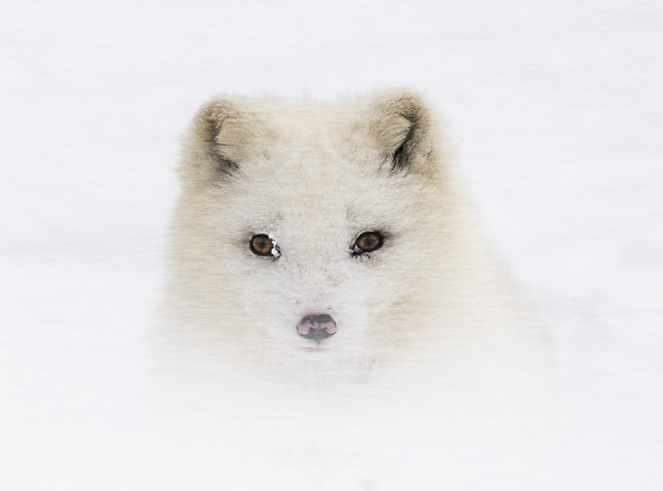 In winter the arctic fox has a thick almost iridescent white coat. When spring arrives this is shed for thinner two toned brown fur. 