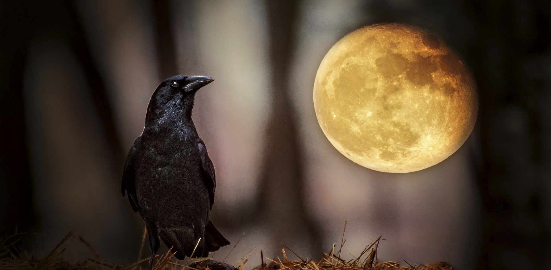 raven-and-the-full-moon